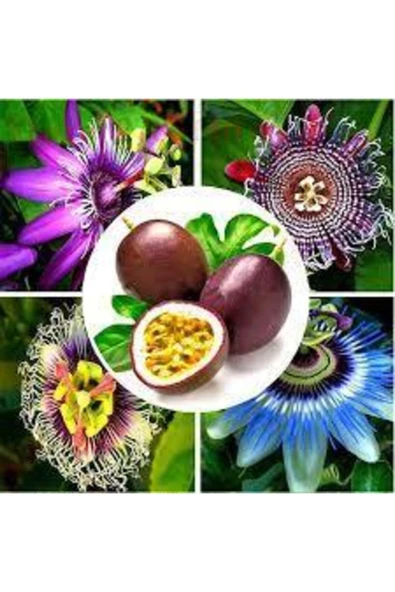 Tohumcumm 3 Adet Tohum Ithal Passiflora Meyvesi Tohumu Çarkı Felek Saat Çiçeği Tohumu Sürpriz Hediye Tohum ürün görseli 1