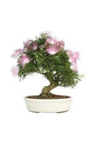 Tohumcumm 5 Adet Tohum Gülübirişim Bonsai Ağaç Tohumu Muhteşem Çiçeği Ve Kokusu Ile Özel Ağaç Sürpriz Hediye ürün görseli 1