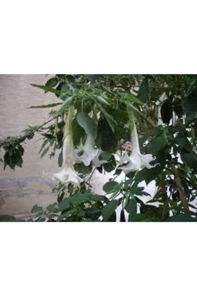 Tohumcumm 5 Adet Tohum Nadir Bulunan Beyaz Angel Trumpet Çiçeği Meleklerin Borozanı Çiçeği Sürpriz Hediye Tohu ürün görseli 1