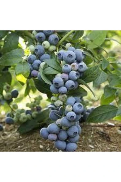 Tohumcumm 10 Adet Tohum Yaban Mersini Tohumu Blueberry Tohumu Sürpriz Hediye Tohumu ürün görseli 1