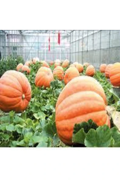 Tohumcumm 10 Adet Tohum Dev Kabak Tohumu Büyük Antik Giant Kabak Tohum Süpriz Hediye Tohumludur ürün görseli 1
