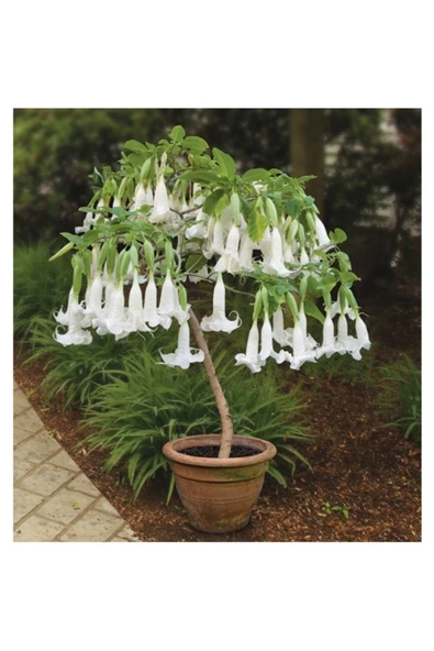 Tohumcumm 10 Adet Tohum Organik Hobi Bahçe Beyaz Angel Trumpet Çiçeği Tohumu ürün görseli 1