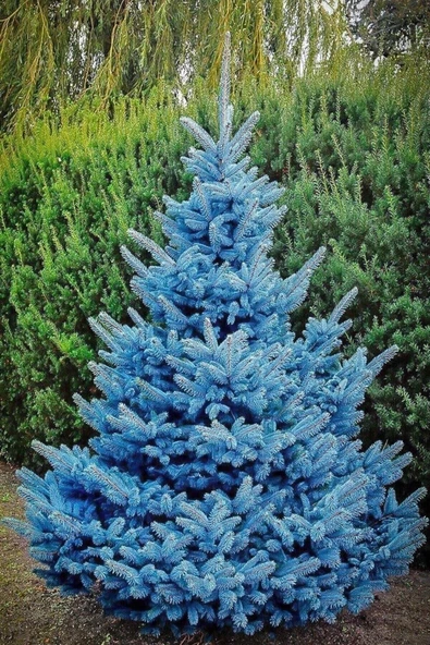 Tohumcumm 15 Adet Tohum Nadir Mavi Ladin Ağacı Tohumu Mavi Ladin Sürpriz Hediye Tohumla Gönderilir ürün görseli 1