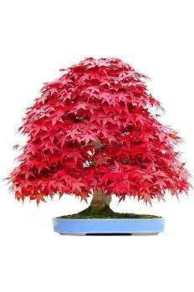 Tohumcumm 5 Adet Tohum Bodur Bonsai Kırmızı Japon Red Maple Ağacı Bonzai Tohumu Süpriz Hediye Bonsai Tohumu ürün görseli 1