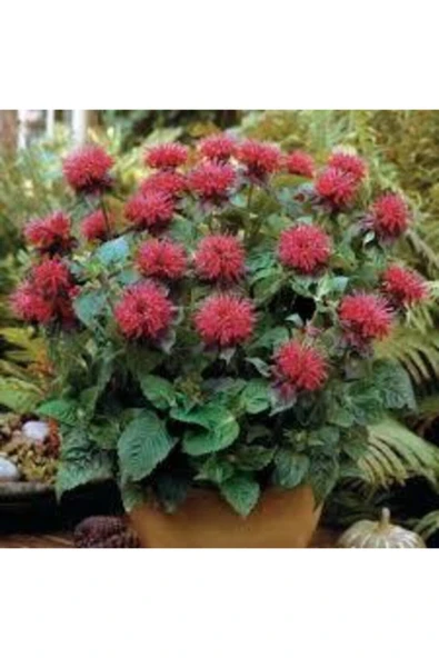 Tohumcumm 10 Adet Tohum Nadir Bulunan Kırmızı Bergamot Çiçeği Tohumu Saksı Sürpriz Hediye ürün görseli 1
