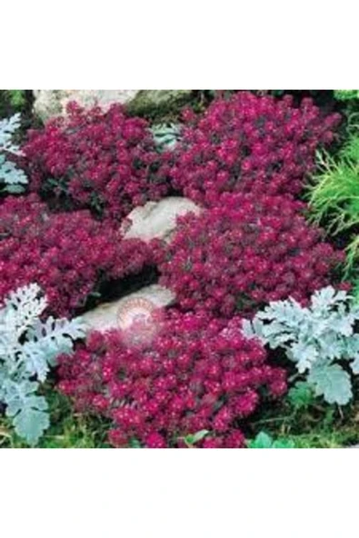 Tohumcumm 20 Adet Tohum Kraliyet Halısı Tohumu Alyssum Flower Tohumu Saksı ürün görseli 1