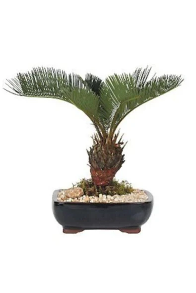 Tohumcumm 5 Adet Tohum Rabusta Sahil Bonsai Palmiye Tohum Saksı Toprak Balkon Palmiyesi Saksı Toprak ürün görseli 1