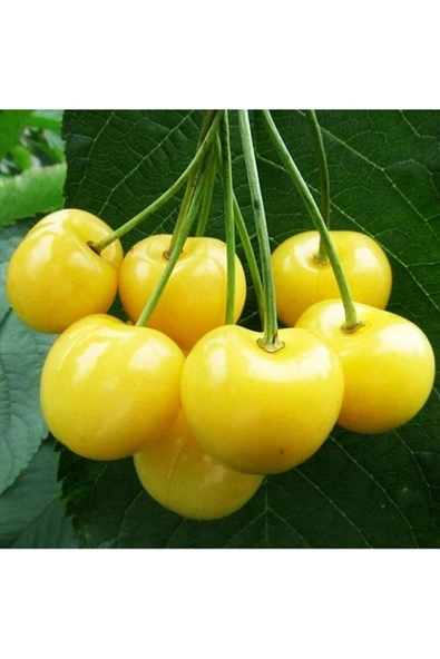 Tohumcumm 5 Adet Tohum Organik Sarı Kiraz Tohumu Hediye Tohumlu ürün görseli 1