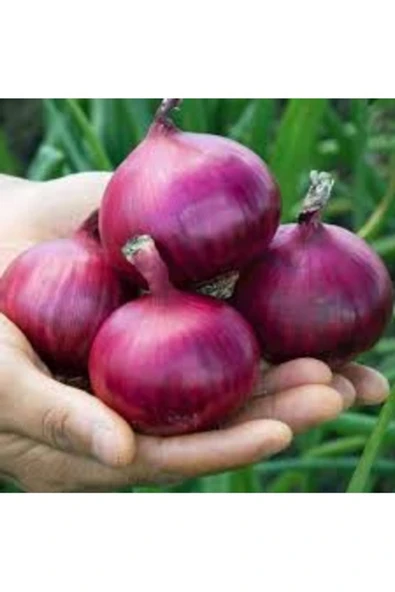 Tohumcumm 50 Adet Tohum Organik Amasya Kışlık Kuru Soğan Tohumu Yeni Hasat Tohum ürün görseli 1