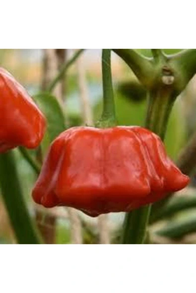 Tohumcumm 5 Adet Tohum Acı Süs Gül Biberi Nadir Tohumu Süs Biberi Tohumu Sürpriz Hediye Tohum ürün görseli 1