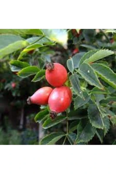 Tohumcumm 5 Adet Tohum Nadir Kırmızı Kuşburnu Ağacı Tohumu Yabani Ağaç Tohumu ürün görseli 1