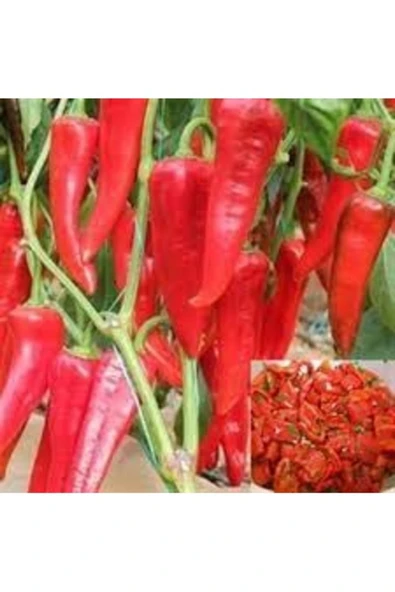 Tohumcumm 100 Adet Tohum Adana Acı Salçalık Biber Tohumu Bol Verim Oturak Biber Tohumu Hediye Tohum ürün görseli 1