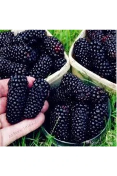 Tohumcumm 30 Adet Tohum Eko Paket Böğürtlen Tohumu Ahududu Tohumu Ithal Süpriz Hediye Bonsai Ağacı Tohumu ürün görseli 1