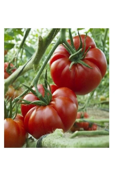 Tohumcumm 75 Adet Tohum Erkenci Iri Marmande Domates Tohumu Domates Tohumu Organik Saksı Toprak ürün görseli 1