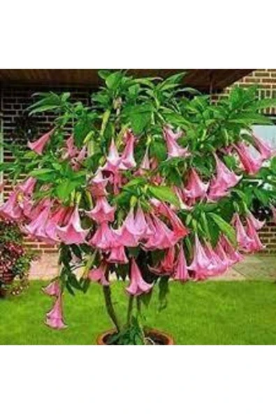 Tohumcumm 10 Adet Tohum Pembe Angel Trumpet Çiçeği Meleklerin Borazanı Çiçeği Tohumu ürün görseli 1