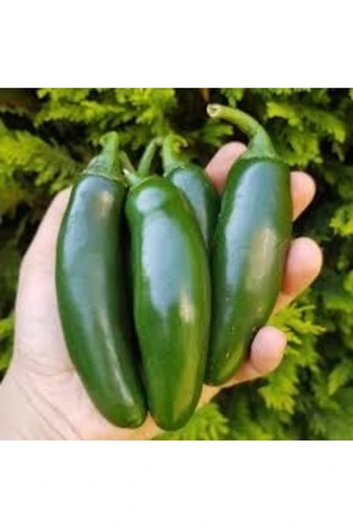 Tohumcumm 20 Adet Tohum Nadir Hobi Bahçe Balkon Saksılık Acı Balık Biberi Tohumu Hediye Tohumludur ürün görseli 1