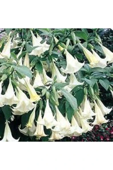 Tohumcumm 10 Adet Tohum Angel Trumpet Çiçeği Tohum Melek Borazanı Çiçeği Tohum Tohum Saksı Toprak ürün görseli 1