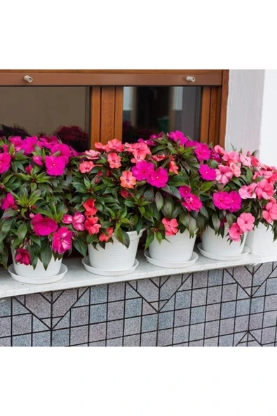 Tohumcumm 20 Adet Nadir Bulunan Cam Güzeli Çiçeği Tohumu Cam Güzeli Balkon Çiçek Saksı Toprak Hediyemizdir ürün görseli 1