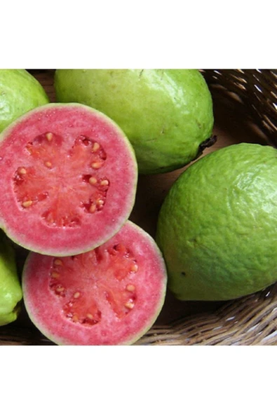 Tohumcumm 10 Adet Tohum Nadir Guava Meyve Ağaç Tohumu Tropikal İthal Meyve Tohumu Hediye Tohumu ürün görseli 1