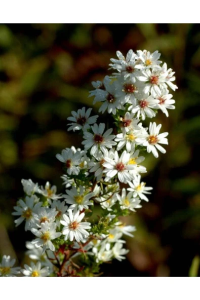 Tohumcumm 20 Adet Beyaz Kuğu Aster Çiçeği Tohumu Hobi Bahçe Çiçekleri Balkon Çiçeği Tohumu Saksı Toprak ürün görseli 1