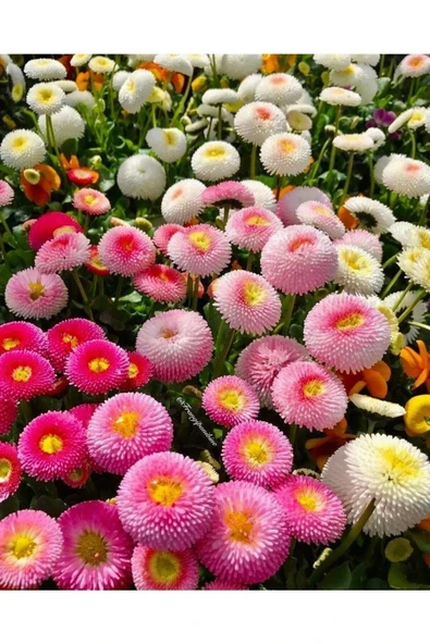 Tohumcumm 30 Adet Karışık Çilek Çiçeği Tohumu Çiçek Tohumu Saksı Toprak Sürpriz Hediye Çiçek Tohumlu ürün görseli 1