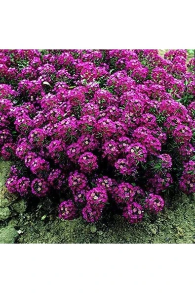 Tohumcumm 100 Adet Tohum Kraliyet Halısı Tohumu Alyssum Çiçek Tohumu Alyssum Tohumu Sürpriz Hediye Tohumlu ürün görseli 1