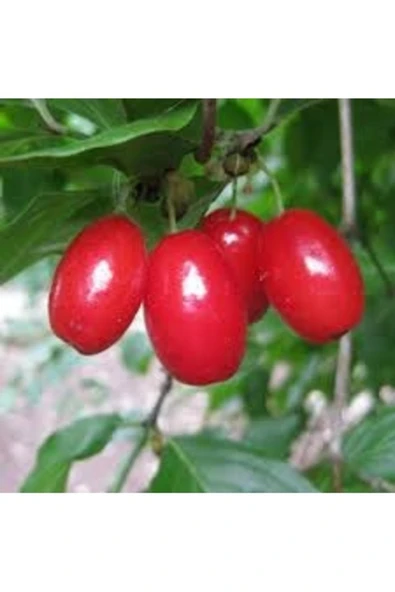 Tohumcumm 5 Adet Tohum Nadir Kırmızı Kızılcık Ağacı Ağaç Tohumu Hediye Tohumludur ürün görseli 1