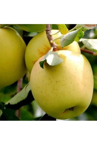 Tohumcumm 5 Adet Tohum Nadir Organik Golden Bol Sulu Niğde Elması Elma Ağaç Tohumu Saksı Toprak ürün görseli 1