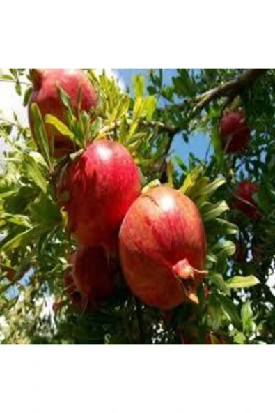 Tohumcumm 5 Adet Tohum Nar Ağacı Tohumu Kırmızı Nar Ağacı Tohumu Saksı Toprak Süpriz Heidye Bonsai Ağacı ürün görseli 1