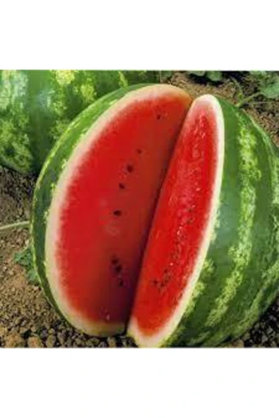 Tohumcumm 100 Adet Tohum Eko Paket Meşhur Crimson Sweet Karpuzu Tohumu Karpuz Tohumu Spriz Hediye Tohumlu ürün görseli 1