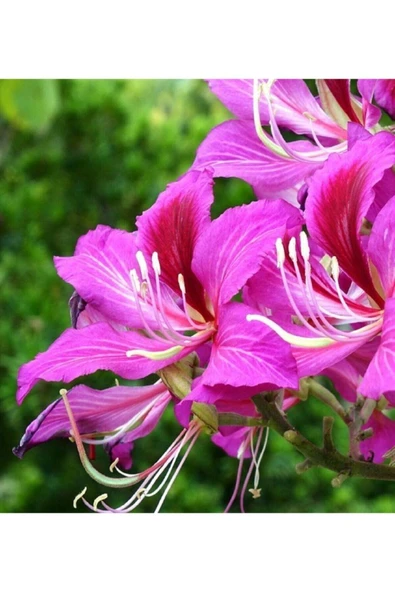 Tohumcumm 10 Adet Tohum Orkide Bonsai Ağacı Tohum Bodur Bonsai Orkide Ağacı Tohum Saksı Toprak Hediye Tohumlu ürün görseli 1