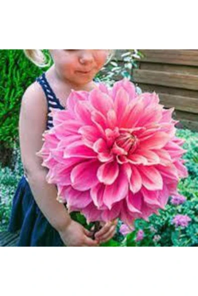 Tohumcumm 15 Adet Yıldız Çiçeği Tohumu Karışık Dahlia Yıldız Çiçek Tohumu Sürpriz Hediye Tohumludur ürün görseli 1