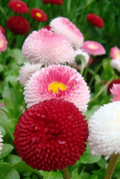 Tohumcumm 30 Adet Tohum Nadir Pon Pon Çiçeği Top Humu Osmanlı Saray Çiçeği Tohumu Ponpon Çiçeği Saksı Topraklı ürün görseli 1
