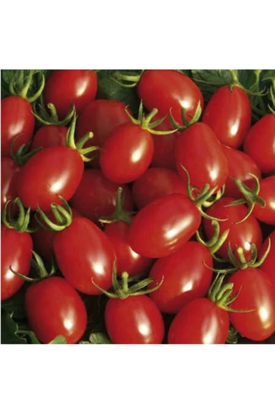 Tohumcumm 100 Adet Tohum Organik Orjinal Köy Cherry Çeri Domates Tohumu Saksı Toprak Hediyemizdir ürün görseli 1