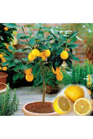 Tohumcumm 10 Adet Tohum Bodur Bonsai Limon Ağacı Tohumu Italyan Limon Seti Saksı Toprak Sürpriz Hediyeli ürün görseli 1