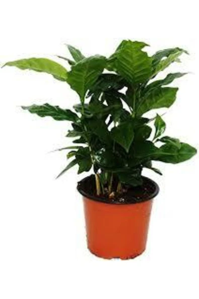 Tohumcumm 5 Adet Tohum Nadir Bonsai Bulunan Kahve Ağacı Tohumu Kahve Ağaç Tohum Hediye Tohumlu ürün görseli 1