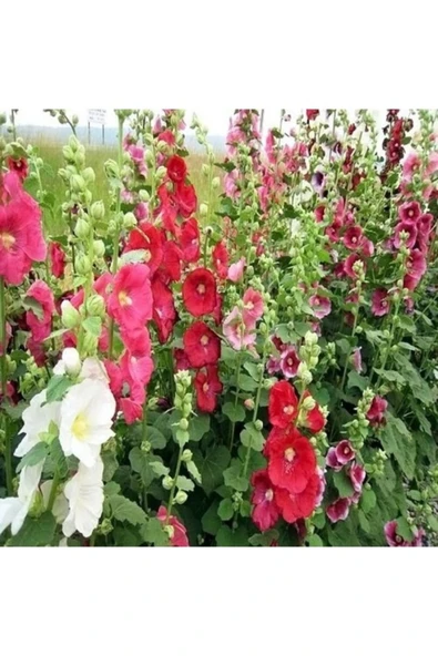 Tohumcumm 50 Adet Tohum Nadir Bulunan Öksüz Kız Çiçeği Tohumu Taze Hobi Balkon Çiçeği Tohumu ürün görseli 1