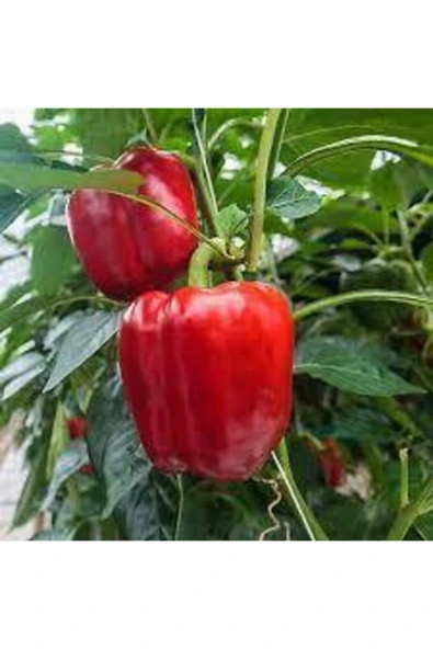 Tohumcumm 70 Adet Tohum Nadir Kırmızı Dolmalık Biber Tohumu Dolma Biber Tohumu Saksı Toprak Hediyeli ürün görseli 1