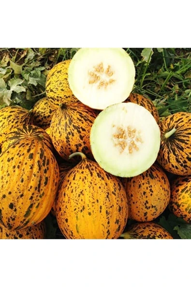 Tohumcumm 100 Adet Tohum Sarı Kırkağaç Bal Kavun Tohumu Yeni Mahsul Hasat Kavun Tohumu Yerli Organik ürün görseli 1