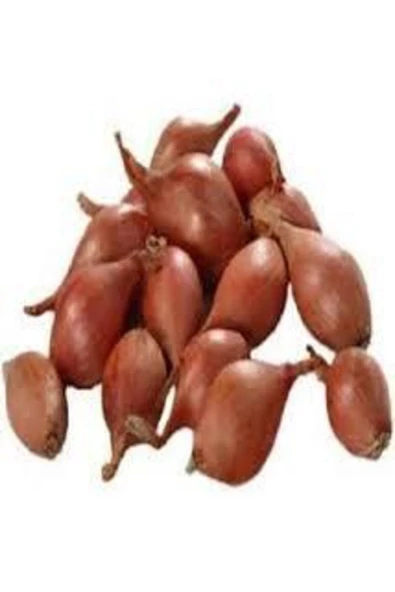 Tohumcumm 100 Adet Tohum Eko Paket Kıska Soğan Tohum Soğan Tohum Soğan Kıska Tohum Sürpriz Hediye Sebze Tohum ürün görseli 1