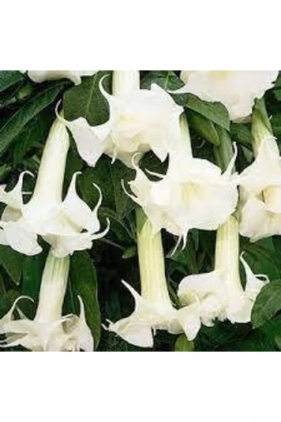 Tohumcumm 15 Adet Tohum Angel Trumpet Çiçeği Tohum Melek Borazanı Çiçeği Tohumu Hediye Tohumlu ürün görseli 1