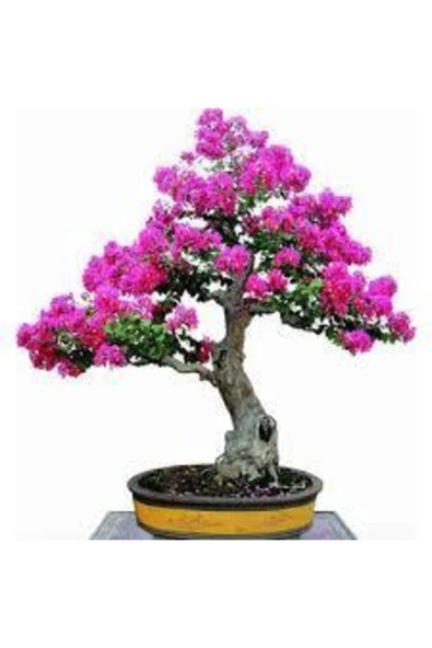 Tohumcumm 10 Adet Tohum Bodur Pembe Erguvan Bonzai Ağac Ekim Seti Saksı Toprak Süpriz Hediye Bonsai Tohumu ürün görseli 1