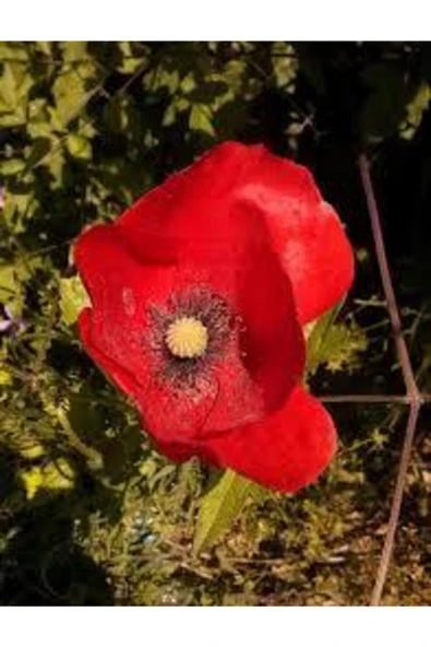Tohumcumm 25 Adet Tohum Kırmızı Gelincik Çiçeği Tohumu Sürpriz Saksı Toprak Hediye Bonsai Ağacı Tohumludur ürün görseli 1