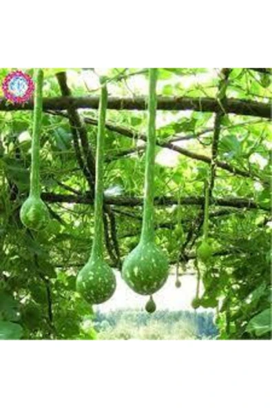 Tohumcumm 5 Adet Tohum Nadir Uzun Süs Kabağı Tohumu Su Kabağı Tohumu Kabak Tohumu Süpriz Hediye Tohum ürün görseli 1