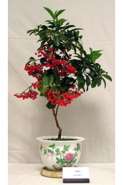 Tohumcumm 10 Adet Tohum Nadir Bulunan Bonsai Kahve Ağacı Tohumu Kahve Tohumu Hediye Tohumludur ürün görseli 1