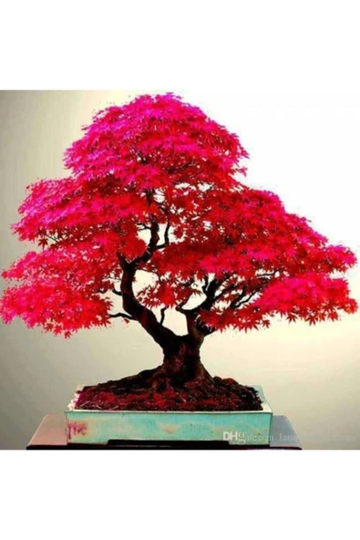 Tohumcumm 10 Adet Tohum Bodur Bonsai Japon Red Maple Ağacı Bonzai Tohumu Saksı Toprak Hediyemizdir ürün görseli 1