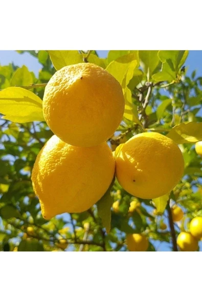 Tohumcumm 15 Adet Tohum Nadir Sarı Yediveren Bol Verim Limon Ağaç Tohumu Limon Ağacı Tohum ürün görseli 1