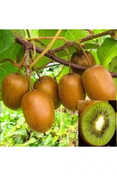 Tohumcumm 10 Adet Tohum Kivi Ağacı Tohumu Yeşil Tatlı Kivi Tohumu Sürpriz Hediye Bonsai Ağacı Tohumludur ürün görseli 1