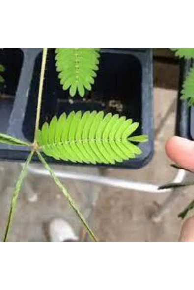 Tohumcumm 50 Adet Tohum Mimoza Küstüm Çiçeği Tohumu Organik Bahçe Balkon Küstüm Çiçek Tohumu ürün görseli 1