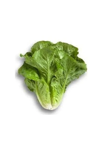 Tohumcumm 1000 Adet Tohum Nadir Organik Hobi Bahçe Yedikule Marul Tohumu Hediye Tohumludur ürün görseli 1